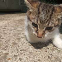 Отдам кота в добрые руки, в г.Сорока