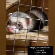 Хорек, в Стерлитамаке