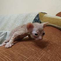 Продам котят сфинксы, в г.Луганск