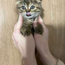 Отдам двух котят в добрые руки , 2 кошечки, можем привезти, в Каневской