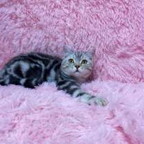 Британские котята, в Перми