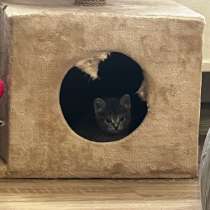 Котенок, в Нижнем Новгороде