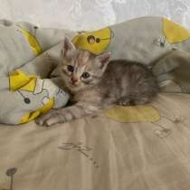 Котята, в Орске