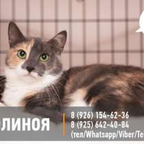 Прекрасная Мелиноя в поисках надежного друга, в Москве