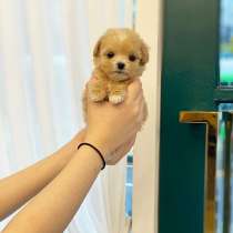 Adorabile Maltipoo cerca una casa amorevole ?❤️, в г.San Giovanni