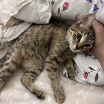 Отдам котёнка в заботливые руки!, в г.Ташкент
