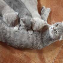 Котята 60$ приучены к лотку, в г.Бендеры