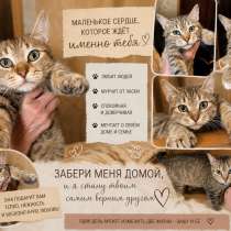 Котенок в добрые руки, в Рязани