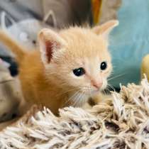 Котенок в добрые руки, в Орехово-Зуево
