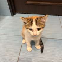 котенок в добрые руки, в Нижнем Тагиле