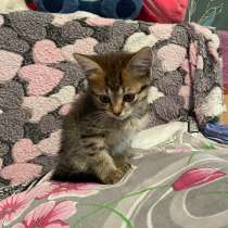 Отдам котят бесплатно. (Британские-веслоухие), в Ижевске