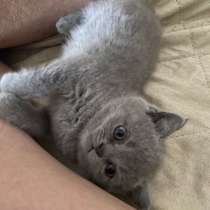 Котенок Русский британец, в Таганроге