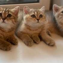 Британские котята, в Люберцы
