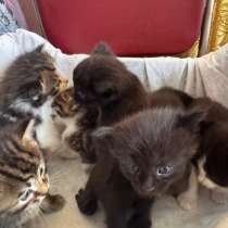 Отдам котят, в Переславле-Залесском