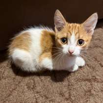 Котята в добрые руки!, в Новокузнецке