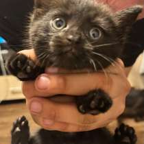 Котята в добрые руки, в Раменское