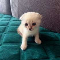 Шотландские вислоухие котята, в Чебоксарах