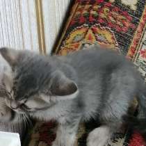 Шотландские котята, в Копейске
