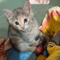 Котята в добрые руки, в Туле