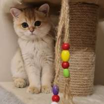 BRI NY11. MALE, в г.Стамбул