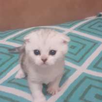 Шотландские котята, в Архангельске