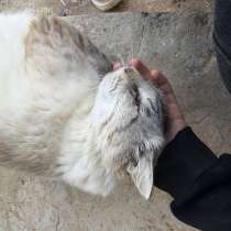 Кошка, в Солнечногорске