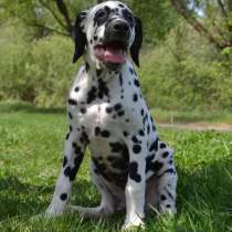 Dalmatian Puppies from White Gures, в г.Ashton in Makerfield