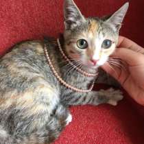 Котенок в добрые руки. Яркая Бусинка, в Москве