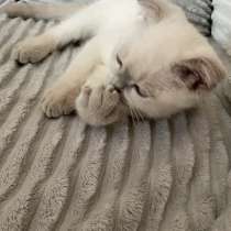 Macho Scottish Fold, в г.Ericeira