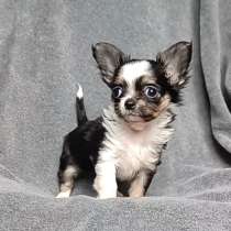 Chihuahua. Mini tricolor female, в г.Ораниенбург