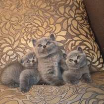 Шотландские котята, в г.Бендеры