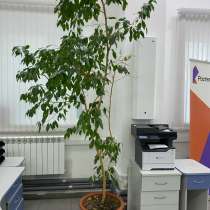 Фикус Бенджамина Очень большой, в Новом Уренгое