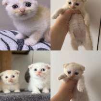Шотландские вислоухие котята, в Выксе