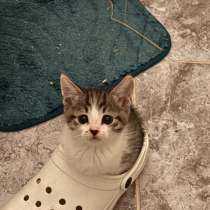 Котенок в добрые руки, в Тамбове