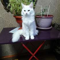 Отдам кошку, в Топках