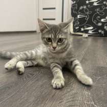 Котенок, в Томске