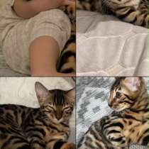 Кошка, в Кизляре