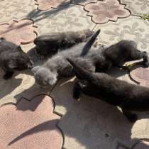 Отдам котят, в Ейске