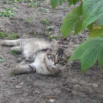 Котята, 3 месяца, в Старом Осколе