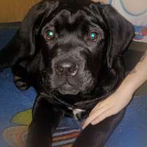 Cane-corso italiano, в г.Пшемысль