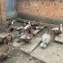 Продам мускусных живых уток., в Воронеже