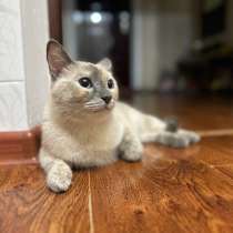 Кошка тайской породы, в Кизилюрте