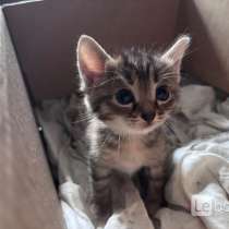 Котенок, в Кемерове