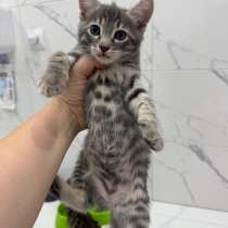 Котята, в Волжске