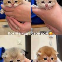 Котята шотландцы, в Москве