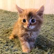 Котенок в добрые руки. Рыжий Морковкин, в Москве
