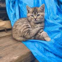 Котята в добрые руки, в Нальчике