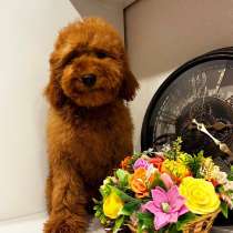 Toy POODLE/miniature, в г.Барселона