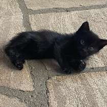 Котята, в Москве