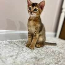 Абиссинский котёнок, в Ставрополе